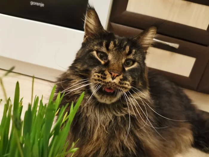 Let me go, miracle grass! - My, cat, Catomafia, Maine Coon, Grass