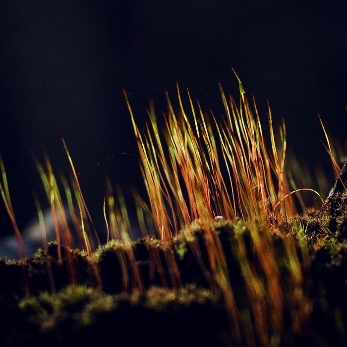 Mosses and lichens - My, Macro photography, The photo, Nature, Moss, Lichen, Canon, Longpost