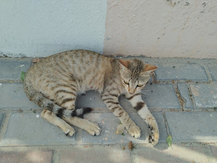 Шарджский кот