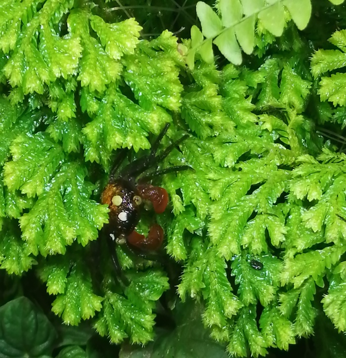 Вылупились малыши у моих крабов дьяволов (Geosesarma sp. red devil)