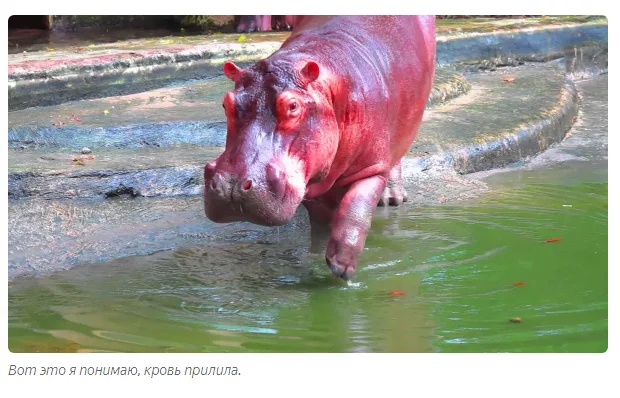 Do hippos sweat blood? - Animal book, Yandex Zen, hippopotamus, Longpost, Animals