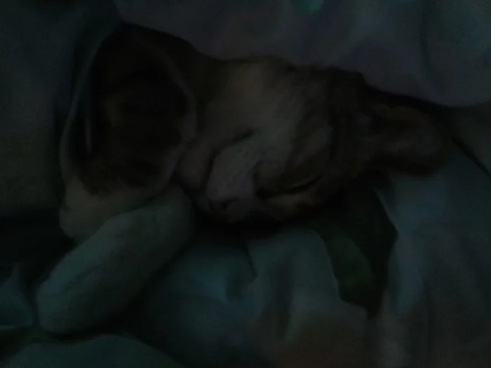 Semyon Semyonich... - Indifference, Longpost, cat