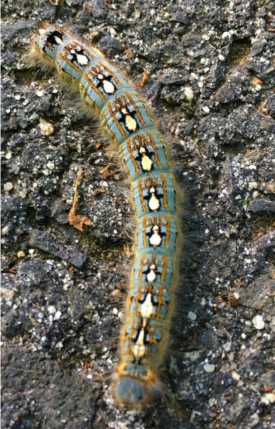 Caterpillars wear a penguin sweater on their back - Caterpillar, Penguins, Pullover, Nature, The photo, Milota, Longpost