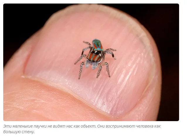 Peacock Spider: Dance or Die. The Tough Laws of Tiny Spiders - Peacock Spider, Australia, Animals, Yandex Zen, GIF, Longpost, Video, Spider