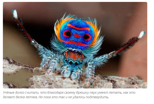 Peacock Spider: Dance or Die. The Tough Laws of Tiny Spiders - Peacock Spider, Australia, Animals, Yandex Zen, GIF, Longpost, Video, Spider