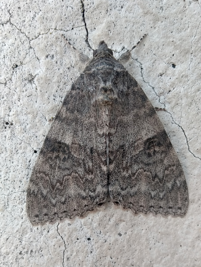 ������� �������