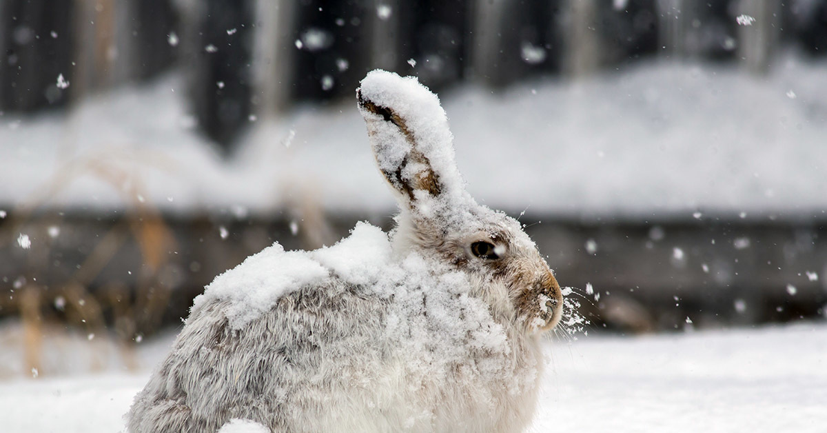 Заяц в сугробе. Заяц на снегу. Зайчик в снегу. Зайчонок на снегу. Заяц зимой.