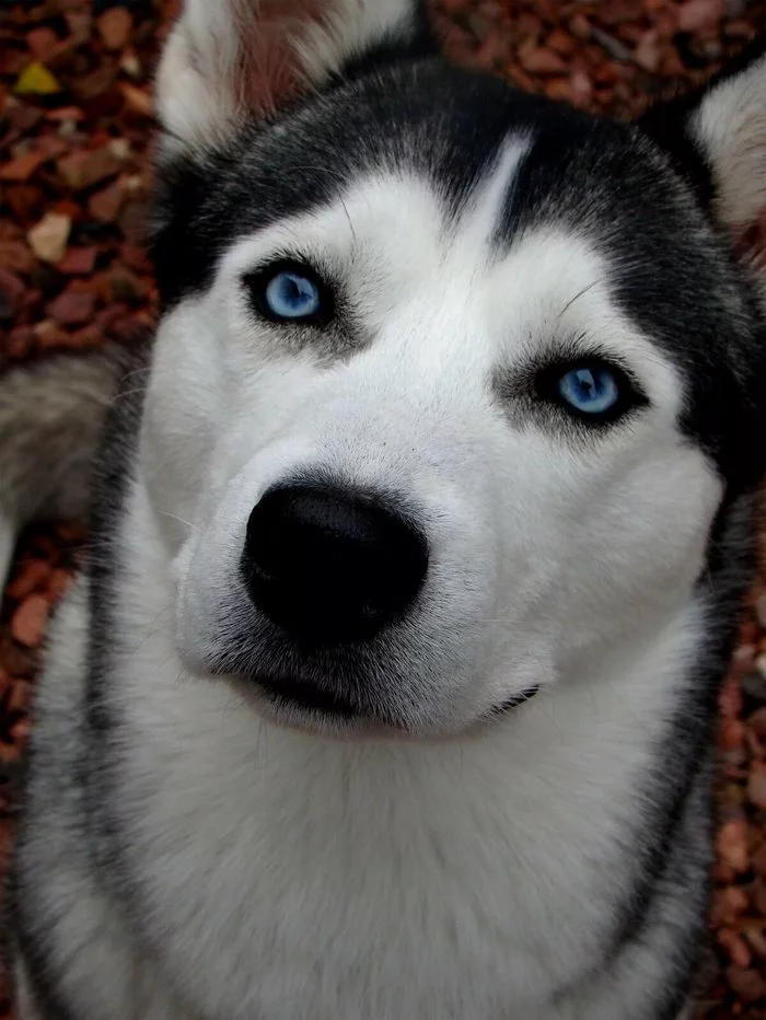 Husky eye color legend - Husky, Animals, Dog, Pet, Legend, Alaskan Malamute, Life stories, Longpost, Eyes, Pets