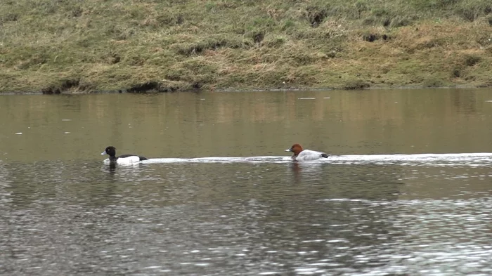 Cherneti in the Peter and Paul Fortress - My, Nature, Duck, Hunting, Animals, Forest, Saint Petersburg, Peter-Pavel's Fortress, The nature of Russia, Video, Longpost