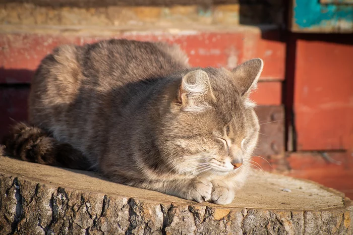 Пригрелся - Моё, Начинающий фотограф, Кот, Весна, Canon 70d, Tamron