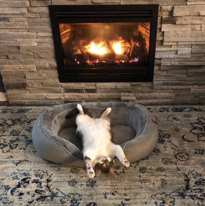 The heat doesn't break your bones - cat, Fireplace, The photo