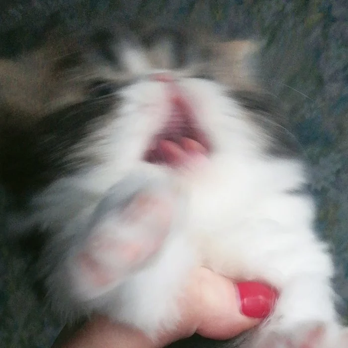 I don't know why this is here, but... - My, cat, Rave, Longpost