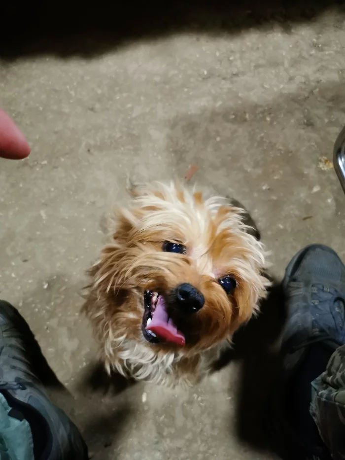 Saratov dog found - My, Found a dog, The dog is missing, Saratov, Dog, Lost, Longpost, No rating