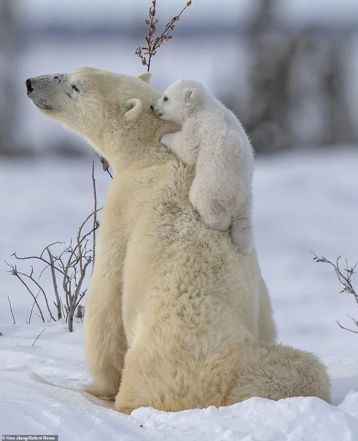 Bear cubs with mom - Polar bear, Young, Longpost