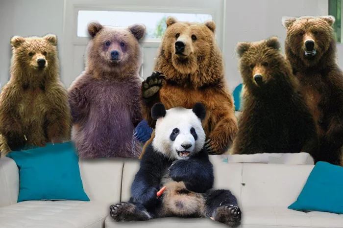 Is it a photo? - My, The Bears, Panda, Memes, Photoshop