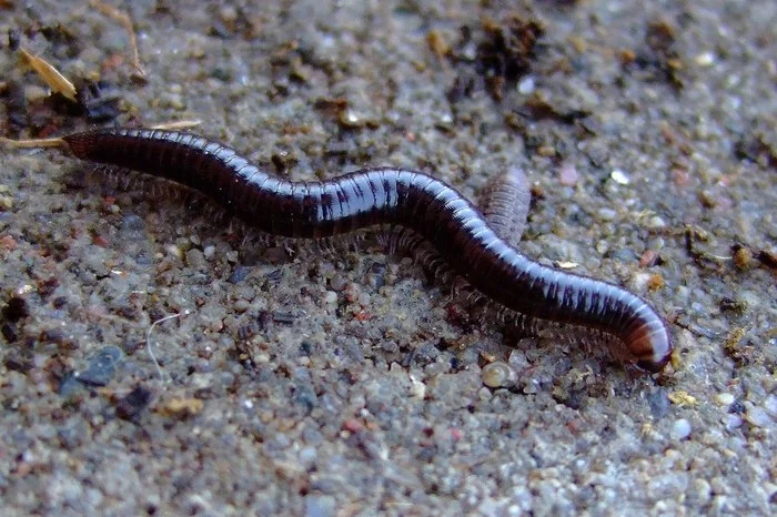 One foot, two feet, three feet... - My, Kivsyak, Centipede, Insectophobia, Nature, Longpost