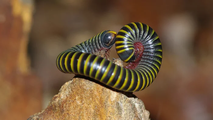 One foot, two feet, three feet... - My, Kivsyak, Centipede, Insectophobia, Nature, Longpost