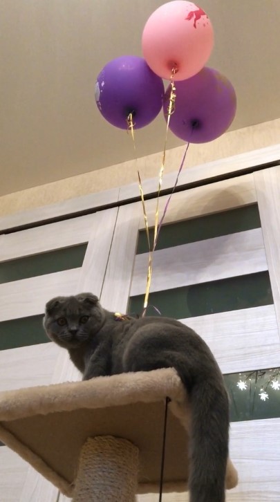 Cat and balloons. Trap for Space - My, cat, Kittens, Video, Humor, Scottish lop-eared, Diary, Pets, Pet, Longpost