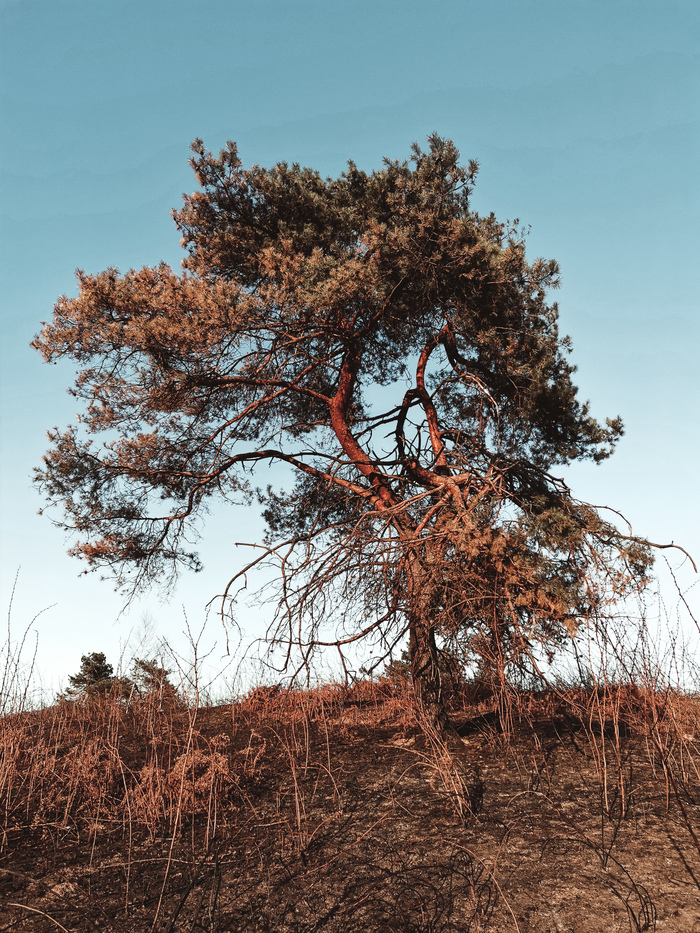     , Lightroom, Huawei nova, , , 