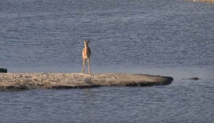 The impala's attempt to escape from the crocodile's jaws was doomed to failure. - Africa, Hunting, Impala, Crocodiles, hippopotamus, Animals, Battle, Video, Longpost