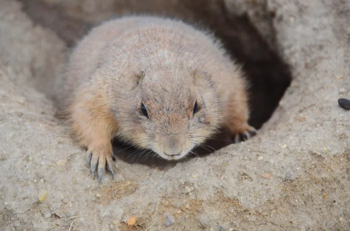 Dogmouse - My, Beginning photographer, Prairie dogs, Animals, Prague Zoo, Longpost