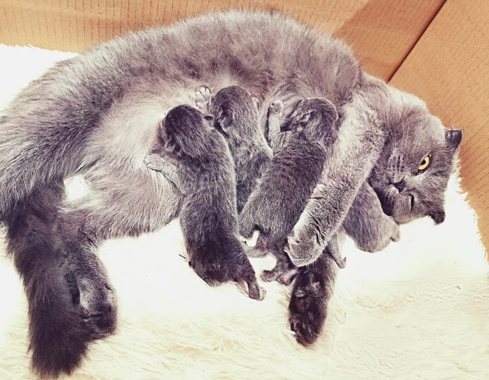 The unbearable joy of motherhood - My, cat, Catomafia, Kittens