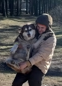 Red Malamute Lilu - My, Alaskan Malamute, Ural, Cherepovets, Tick-borne encephalitis, Chelyabinsk, Saint Petersburg, Camping, Longpost