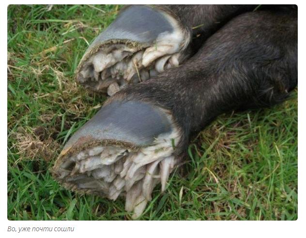 Why do the hooves of newborn foals look so strange? (The photos are not very nice. I warned you) - Story, Story, Foal, Hooves, Animals, Yandex Zen, Longpost