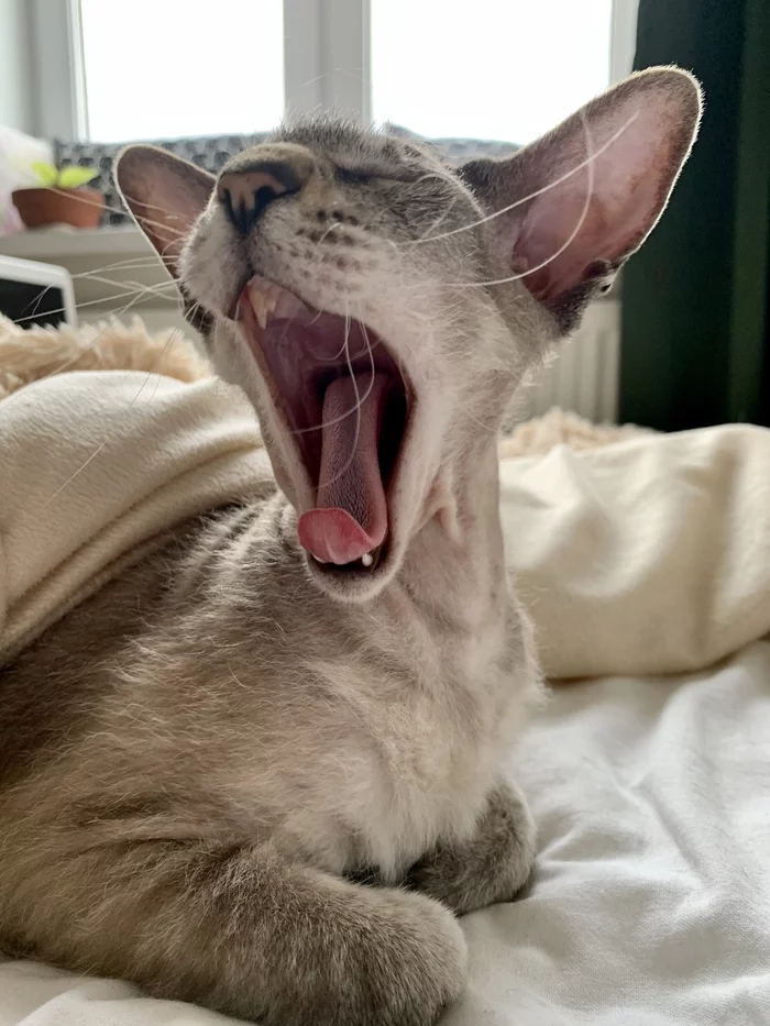 Briefly about the situation in the world - My, cat, Peterbald, Yawn, Self-isolation, Oriental cats, Longpost, The cat yells, Scream