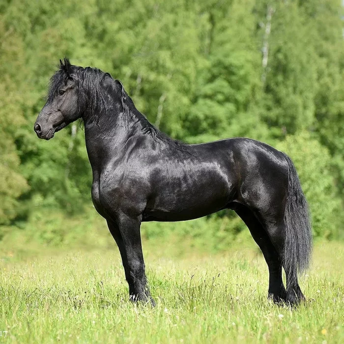 What colors do horses have? - My, Horses, Nature, Animals, Facts, A selection, Longpost