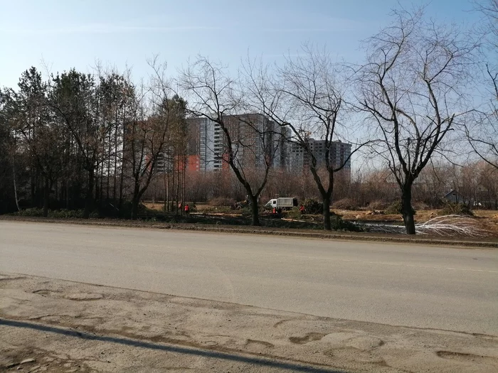 Deforestation within the city - My, Upper Pyshma, The photo, Felling, Forest