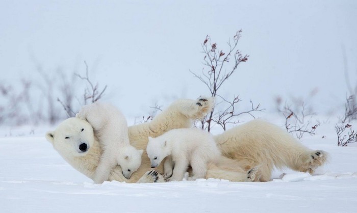 Caught mom) Now it will be fun - Polar bear, Snow, Games, wildlife, The photo