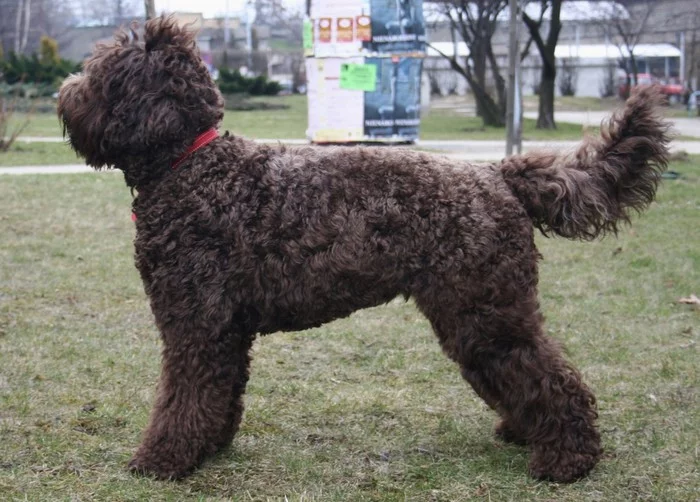 Spanish Water Dog Italian Water Dog French Water Dog - Lagotto Romagnolo, Dog, Care and maintenance, Longpost