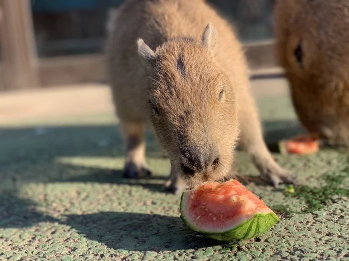 Capybaras eat watermelon - Capybara, Zoo, Animals