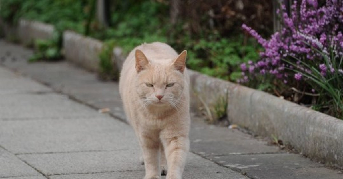 Включи каждый кот. Кот в Британии. Кот без забот. Кот на заботе возле цветов. Включи кот без забот включи кот без забот.