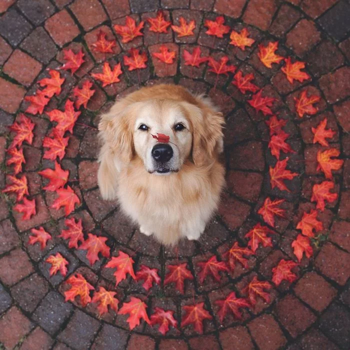 In the center of autumn - Dog, Leaves
