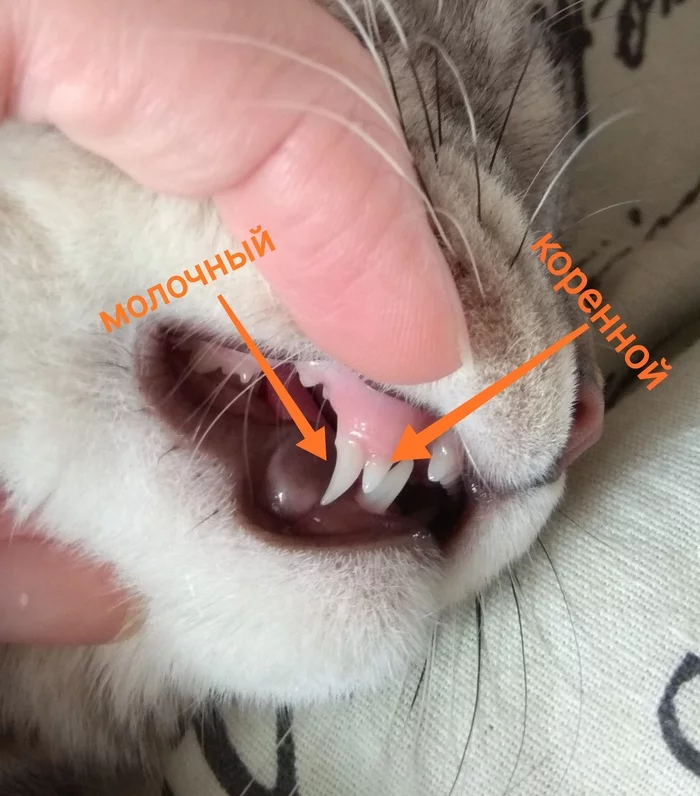 A predator is always a predator! - My, Milota, Catomafia, Kittens, cat