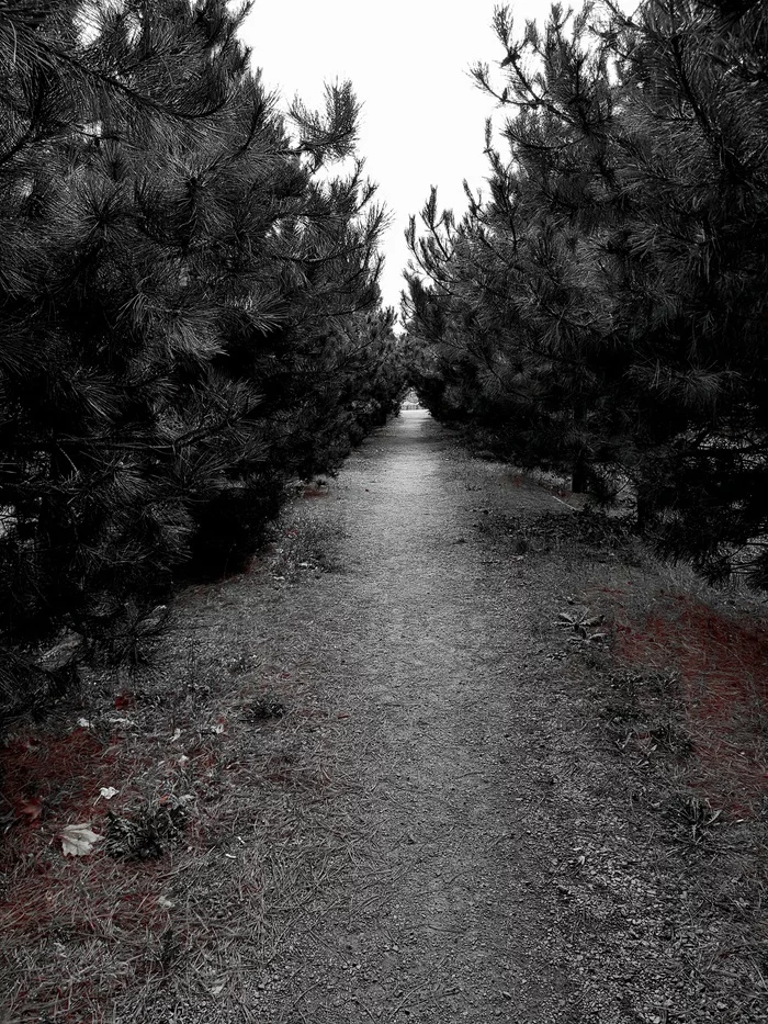 Path in the park near the lake - My, The park, Path, Anapa