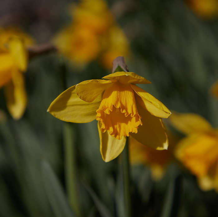 spring tenderness - My, The photo, Narcissus, Flowers, Flower bed, Macro, Canon, Spring, Plants, Longpost, Macro photography, Daffodils flowers