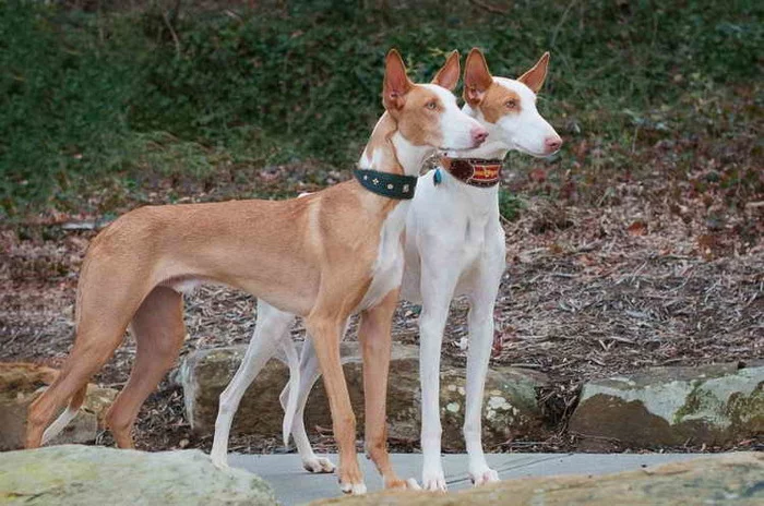 Podenco Ibicenco is a breed and not a name-caller - My, Breed, Dog, Pets, Longpost, Podenko Ibitsenko