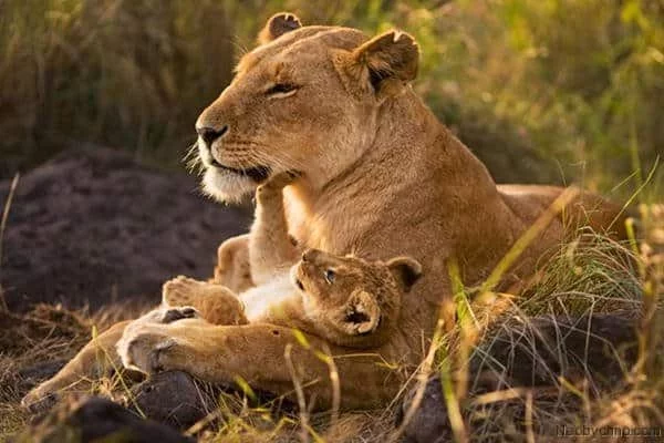 Lion's happiness - a lion, Lioness, Lion cubs, LION'pride, Happiness, Pride, Big cats, Series Lions