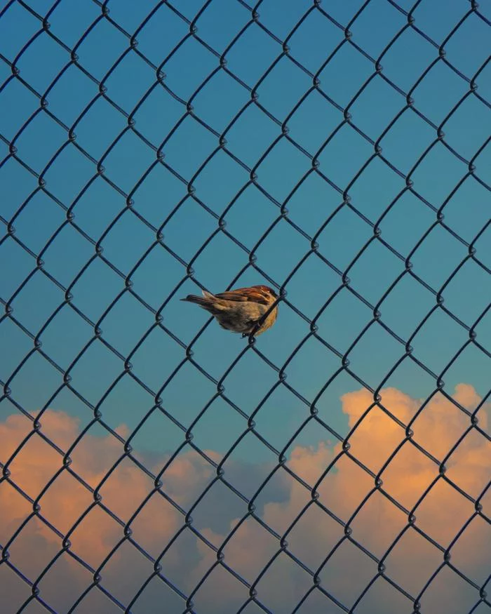 Bird in a cage - Sparrow, Netting, Phone wallpaper