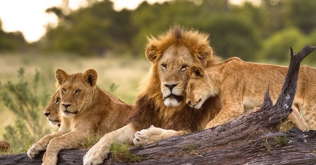 Львы живут семьей. Льв ный Прайд. Прайд Львов семья. Прайд это львиная семья. Львиное семейство Прайд.