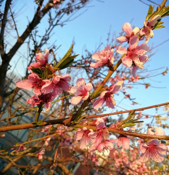 Spring is passing by - My, Quarantine, Spring, Flowers, April