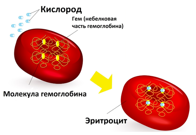 Как я представляю заражение коронавирусом - Медицина, Коронавирус, Длиннопост