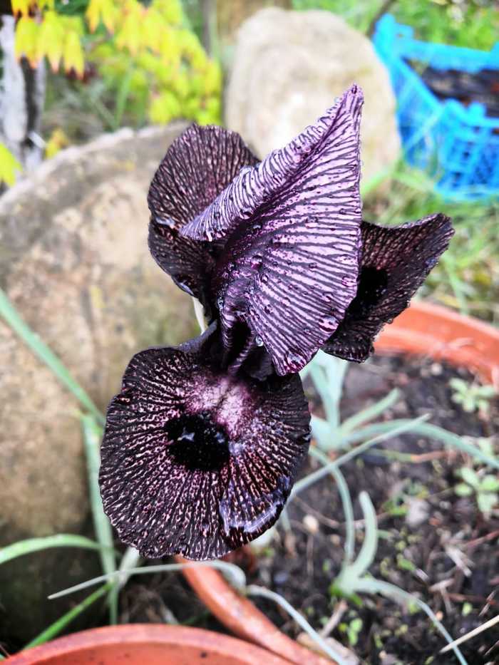 And here the wild iris, smuggled out of Armenia two years ago, has bloomed. - My, Flowers, Spring, Longpost, Irises