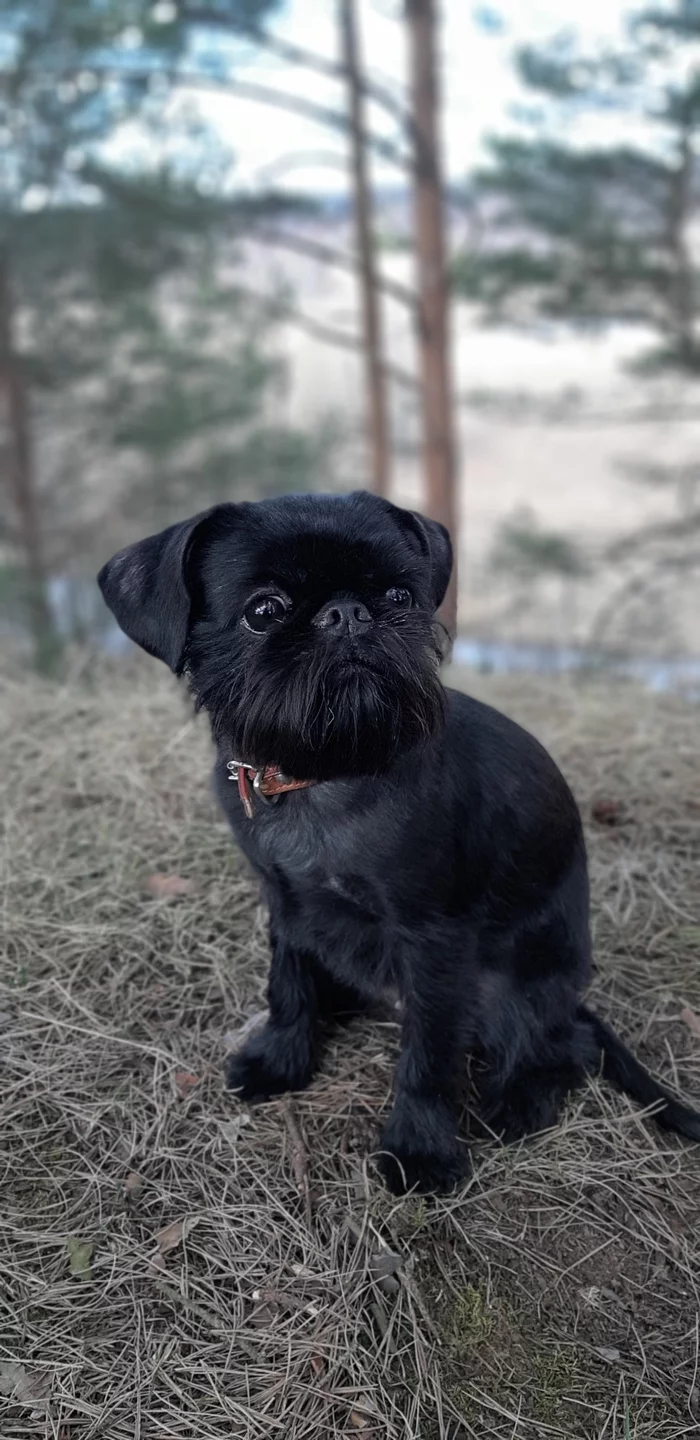 When all beauty salons are closed - My, Belgian Griffon, Self-isolation, Longpost, Dog, The photo