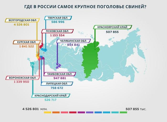 Где в России самое крупное поголовье свиней? - Моё, Интересное, Познавательно, Статистика, Сельское хозяйство, Ферма, Фермер, Продукты, Растениеводство