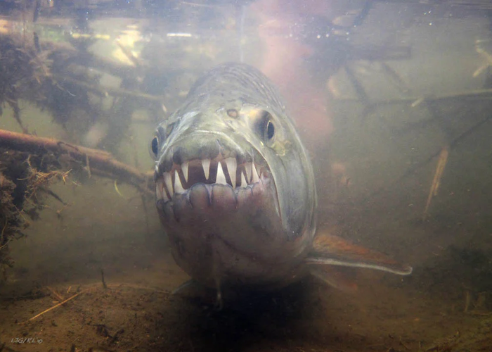 самая вкусная рыба это колбаса. Смотреть фото самая вкусная рыба это колбаса. Смотреть картинку самая вкусная рыба это колбаса. Картинка про самая вкусная рыба это колбаса. Фото самая вкусная рыба это колбаса самая вкусная рыба это колбаса. Смотреть фото самая вкусная рыба это колбаса. Смотреть картинку самая вкусная рыба это колбаса. Картинка про самая вкусная рыба это колбаса. Фото самая вкусная рыба это колбаса