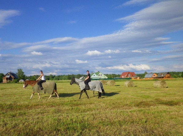 The story of my love for horses and vacation on a horse farm - My, Equestrian Club, Horseback riding, Real life story, Long, Longpost